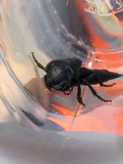 Ocypus olens