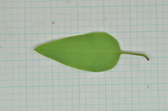 Clematis chinensis tatushanensis