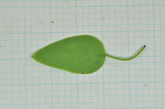 Clematis chinensis tatushanensis