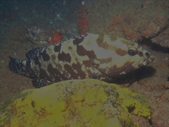 Epinephelus polyphekadion