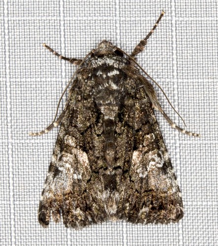 Representative image of Aedia leucomelas