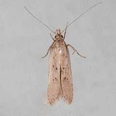 Dichomeris ligulella