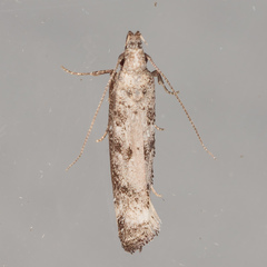 Dichomeris inversella