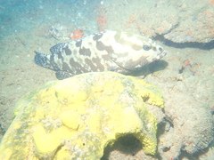 Epinephelus polyphekadion