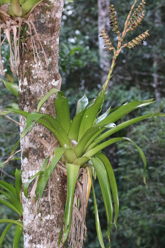 Werauhia sanguinolenta