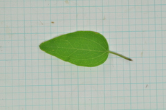 Clematis chinensis tatushanensis