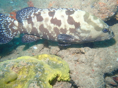 Epinephelus polyphekadion