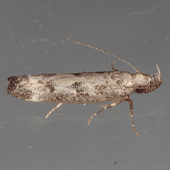 Dichomeris inversella