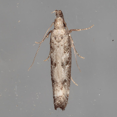 Dichomeris inversella