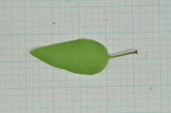 Clematis chinensis tatushanensis