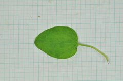 Clematis chinensis tatushanensis