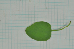 Clematis chinensis tatushanensis