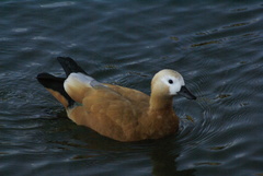 Tadorna ferruginea