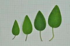 Clematis chinensis tatushanensis