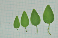 Clematis chinensis tatushanensis