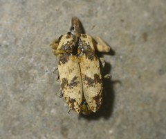 Bothynoderes affinis