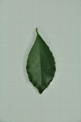 Ilex uraiensis