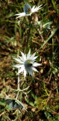 Eryngium heterophyllum
