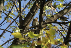 Turdus pilaris