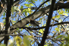 Turdus pilaris