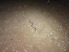 Rhinocheilus antonii