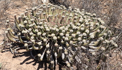 Euphorbia esculenta