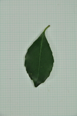 Ilex uraiensis