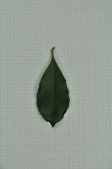 Ilex uraiensis