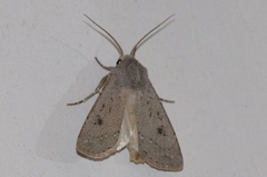 Agrotis vetusta