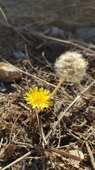 Taraxacum minimum