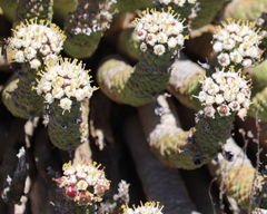 Euphorbia esculenta