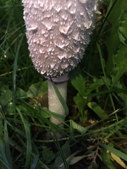 Coprinus comatus