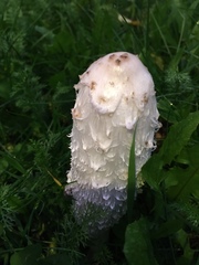 Coprinus comatus