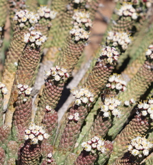Euphorbia esculenta