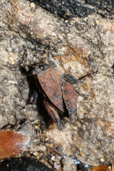 Tettiella
