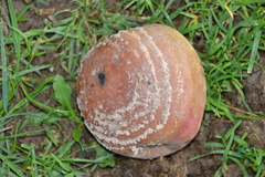 Monilinia fructigena
