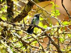 Colibri serrirostris