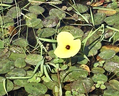 Hydrocleys nymphoides