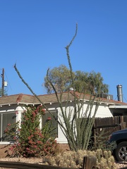 Fouquieria splendens