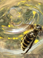 Bombus