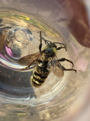 Bombus