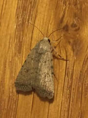 Caradrina clavipalpis