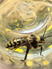 Bombus