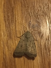Caradrina clavipalpis