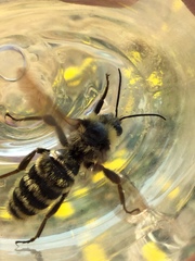 Bombus