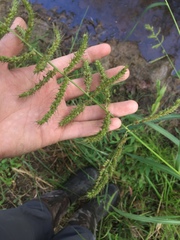 Echinochloa muricata microstachya