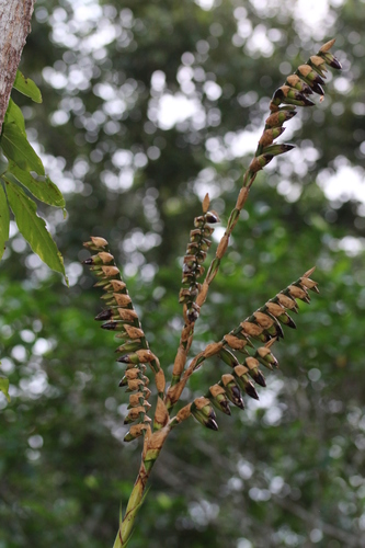 Werauhia sanguinolenta