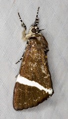 Coenotoca subaspersa