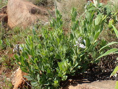 Chascanum latifolium