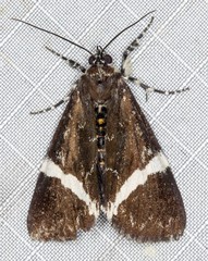 Coenotoca subaspersa